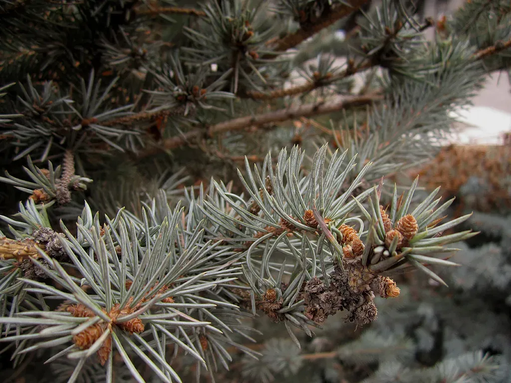 Fractals: The Patterns That Repeat Forever (weak_hope, Flickr, CC BY-SA 2.0)