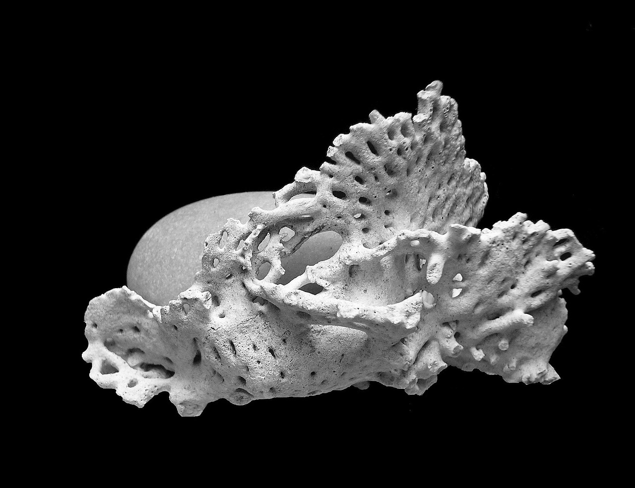 The Secret Language of Coral Time Capsules (Image Credits: Pixabay)