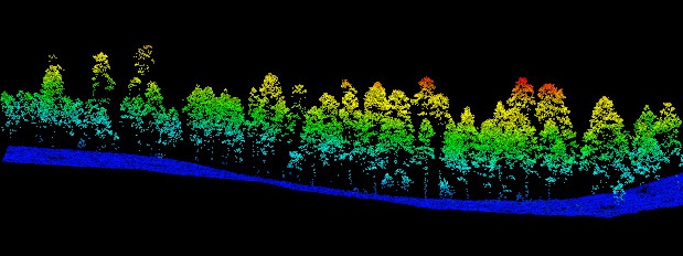 How Scientists Caught Trees Sleeping (Image Credits: Wikimedia)