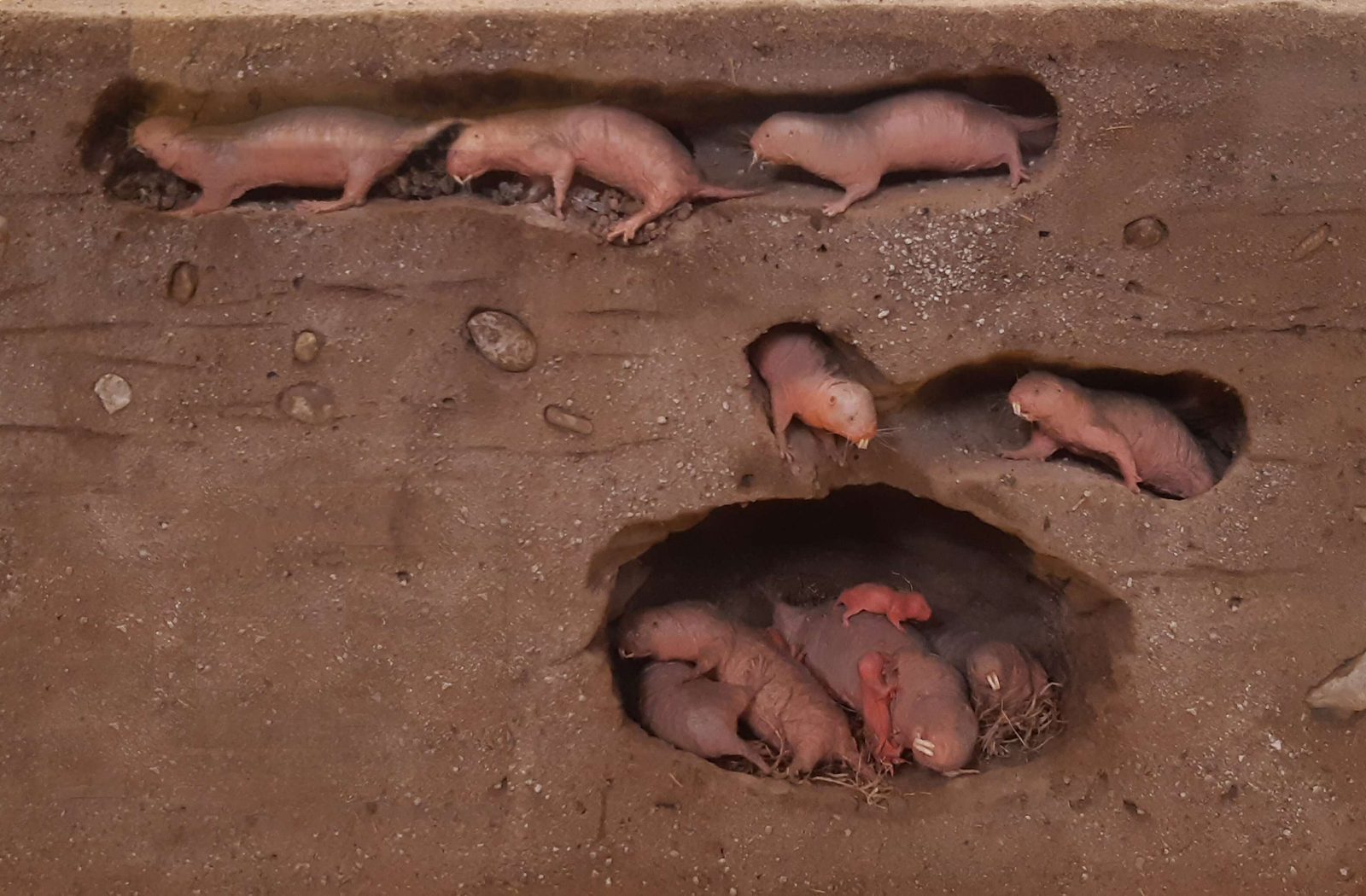 Subterranean Mega-Cities: Naked Mole-Rats and Prairie Dogs as Master Excavators (Image Credits: Wikimedia)