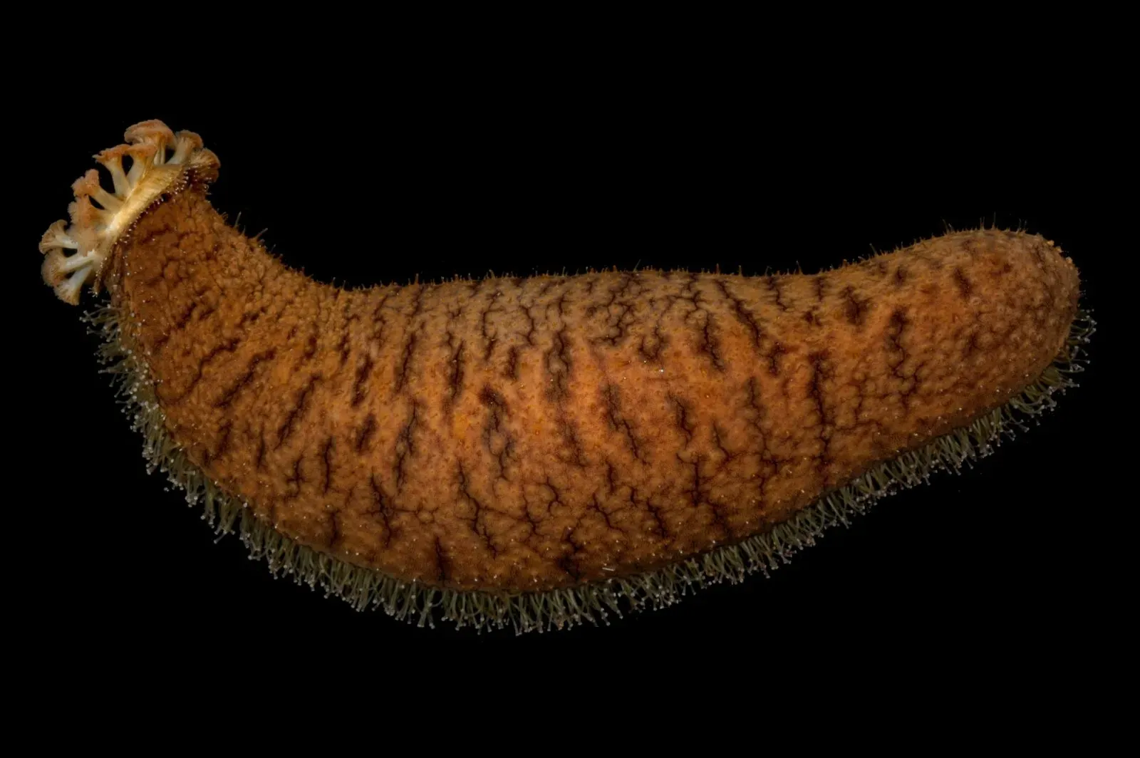 #7 An Ultra-Rare Deep-Sea Sea Cucumber (By FranΓ§ois Michonneau, CC BY 3.0)