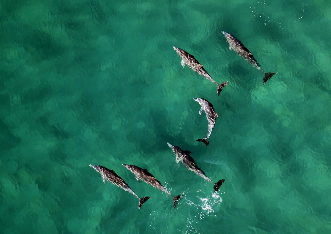 Louisiana Dolphin Population Under Threat (Image Credits: Unsplash)