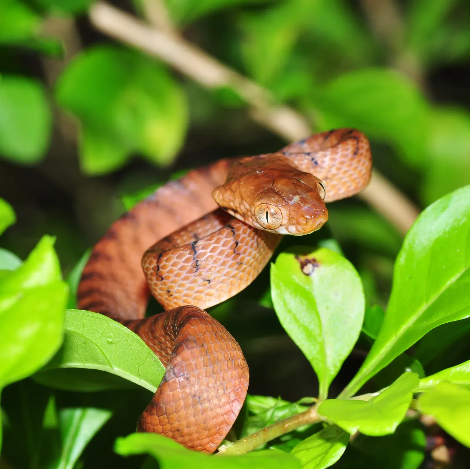 #4 - The Australian "Tree-Hopping Snake" That Got Lost in the Eucalyptus (Brown tree snake (Boiga irregularis), CC BY-SA 2.0)