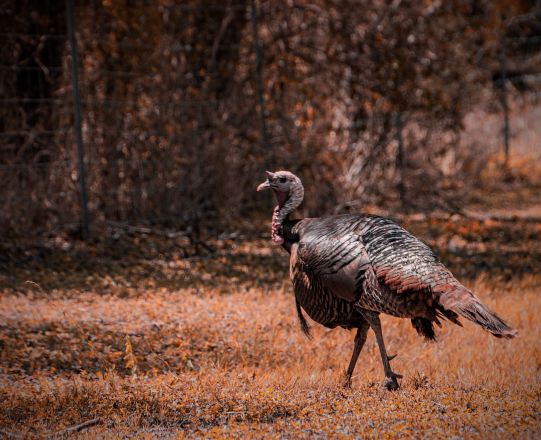 Texas: The Undisputed Leader (Image Credits: Unsplash)