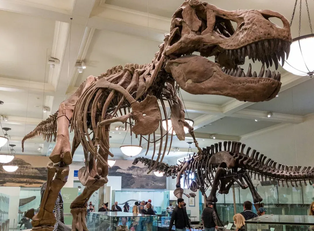 Why American Dinosaur Discoveries Still Matter So Much (Image Credits: Unsplash)