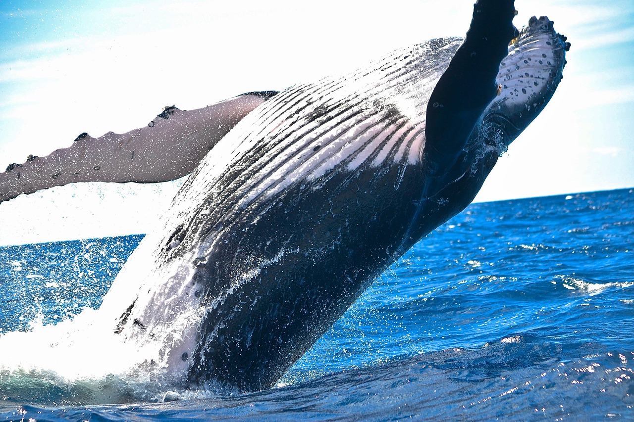 The Future of Whales in Our Noisy Oceans (Image Credits: Pixabay)