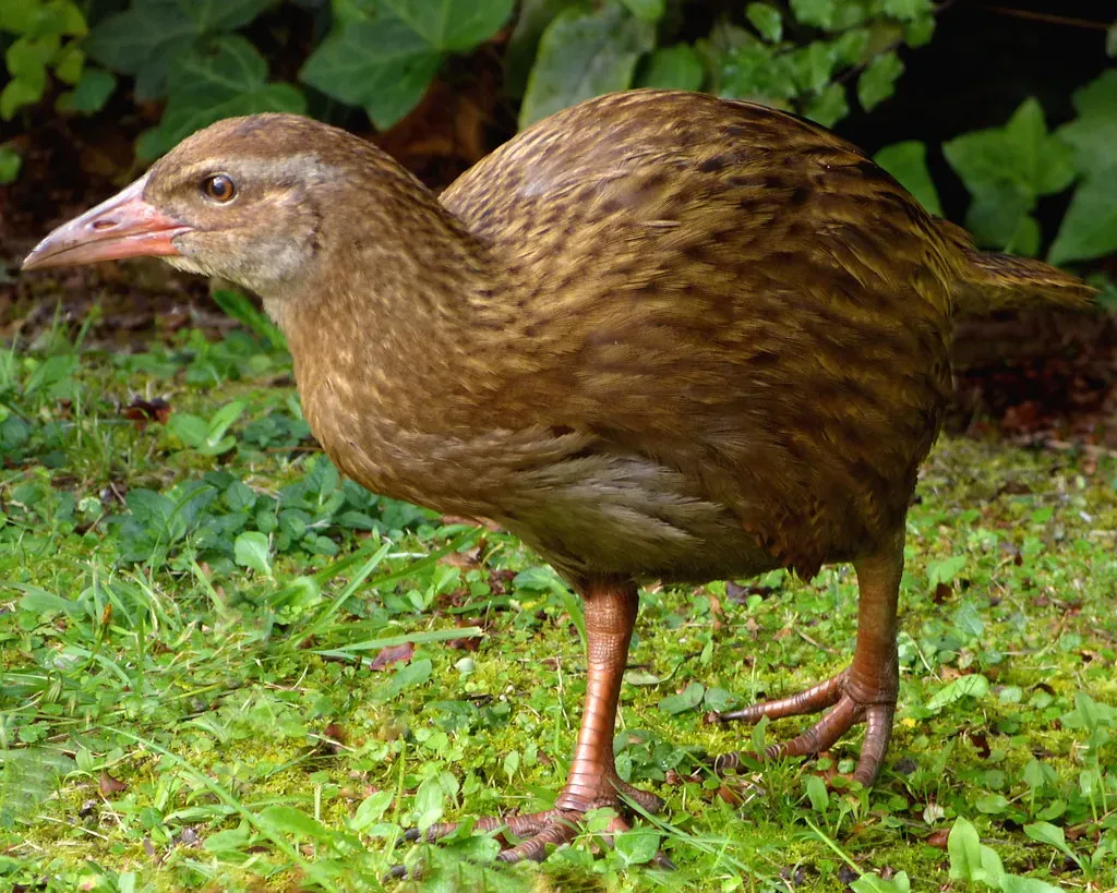 The Paleognath Puzzle: Flightless Giants With Flying Ancestors (SidPix, Flickr, CC BY 2.0)