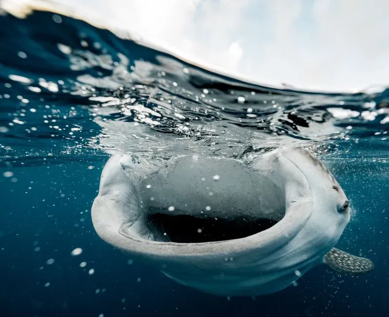 4. They Are Filter-Feeding Sharks With Over 3,000 Tiny Teeth They Barely Use (Image Credits: Pexels)