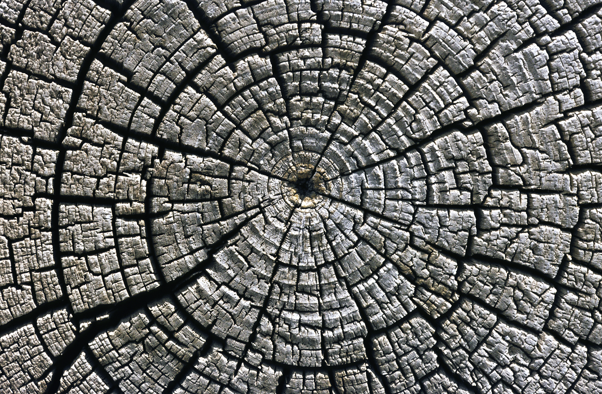 Reading the Rings and the Mud (Image Credits: Wikimedia)