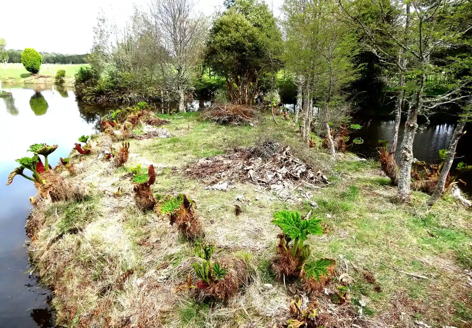 1. Monte Verde (Chile): The Site That Broke the “Clovis-First” Rule (Image Credits: Wikimedia)