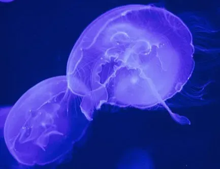 Hidden Messages and Private Channels of Light (Image Credits: Pexels)