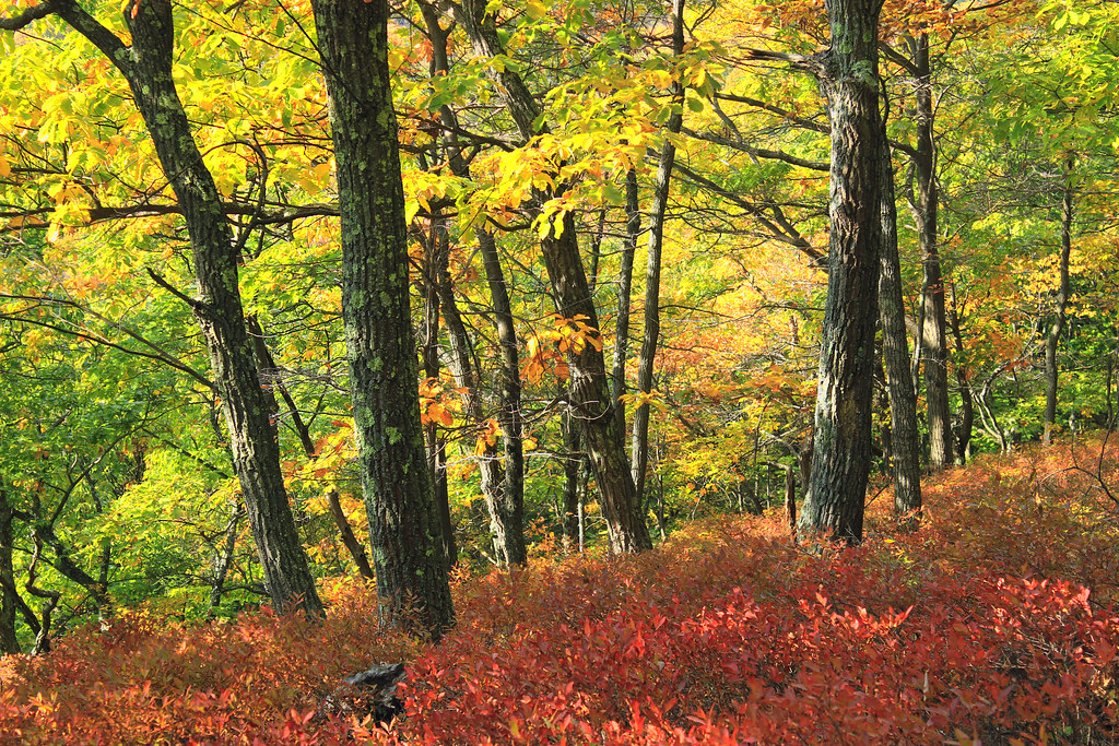 Libra - The Harmonious Temperate Forest (Image Credits: Flickr)