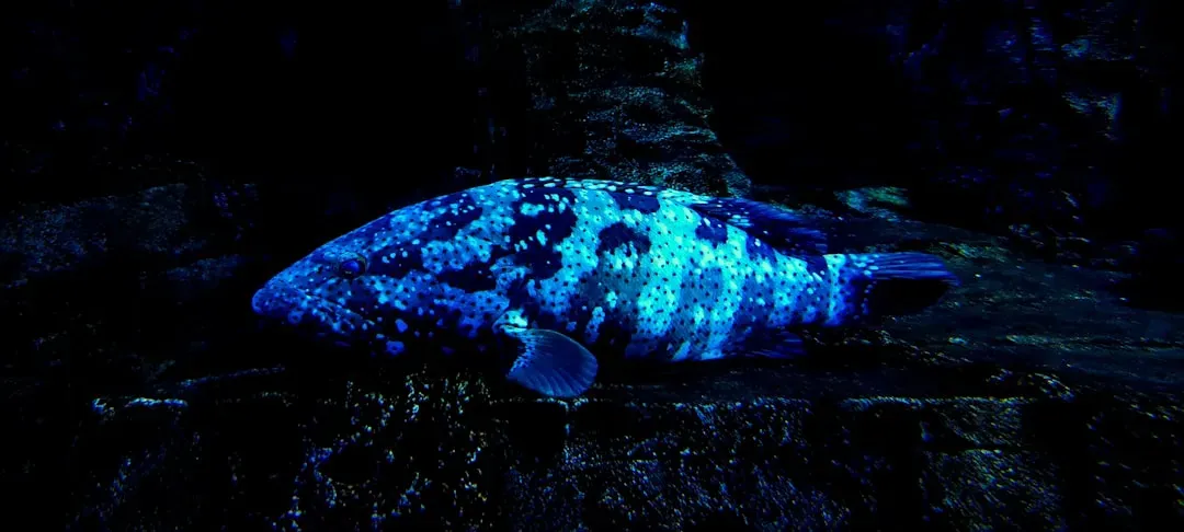 Love Lights: Bioluminescence as a Deep-Sea Dating System (Image Credits: Unsplash)