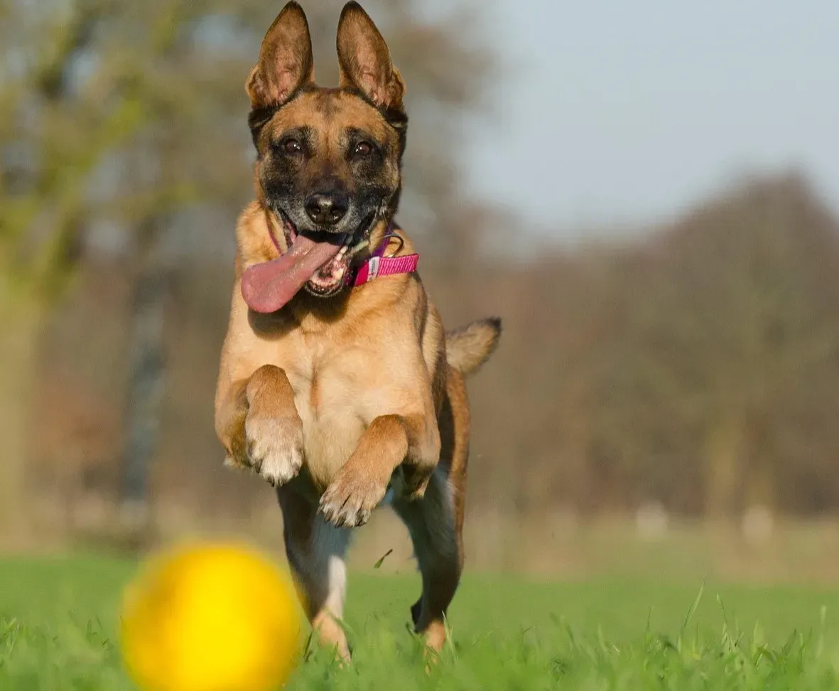14. Belgian Malinois and Similar Protection Breeds: Too Intense for Most Seniors (Image Credits: Pixabay)