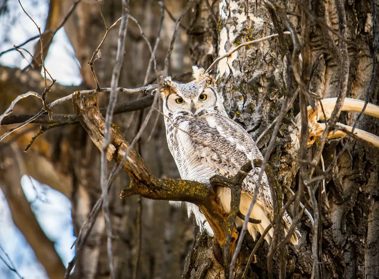 Conclusion: A World Built on Trickery (Image Credits: Pixabay)