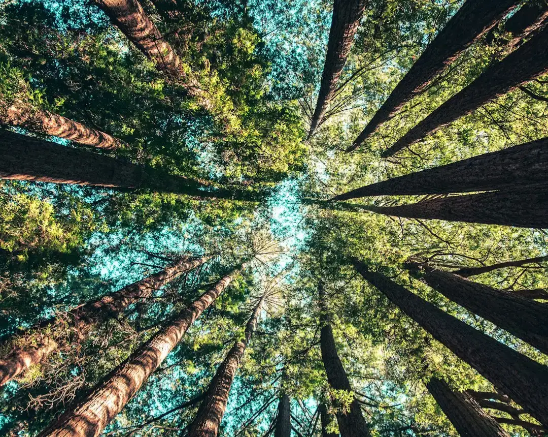 From Tree Rings to Time Machines: Dating Ancient Solar Storms (Image Credits: Unsplash)