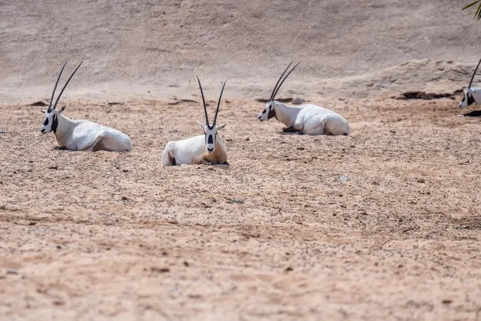 8. The Arabian Oryx: A Desert Antelope Built Like a Thermostat (Image Credits: Pexels)