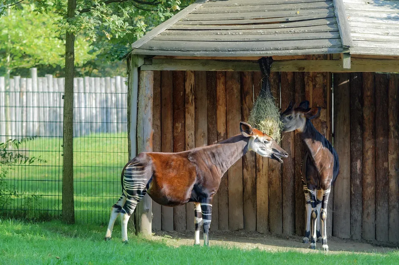 The Okapi's Tongue Is Unbelievably Long and Versatile (Image Credits: Pixabay)