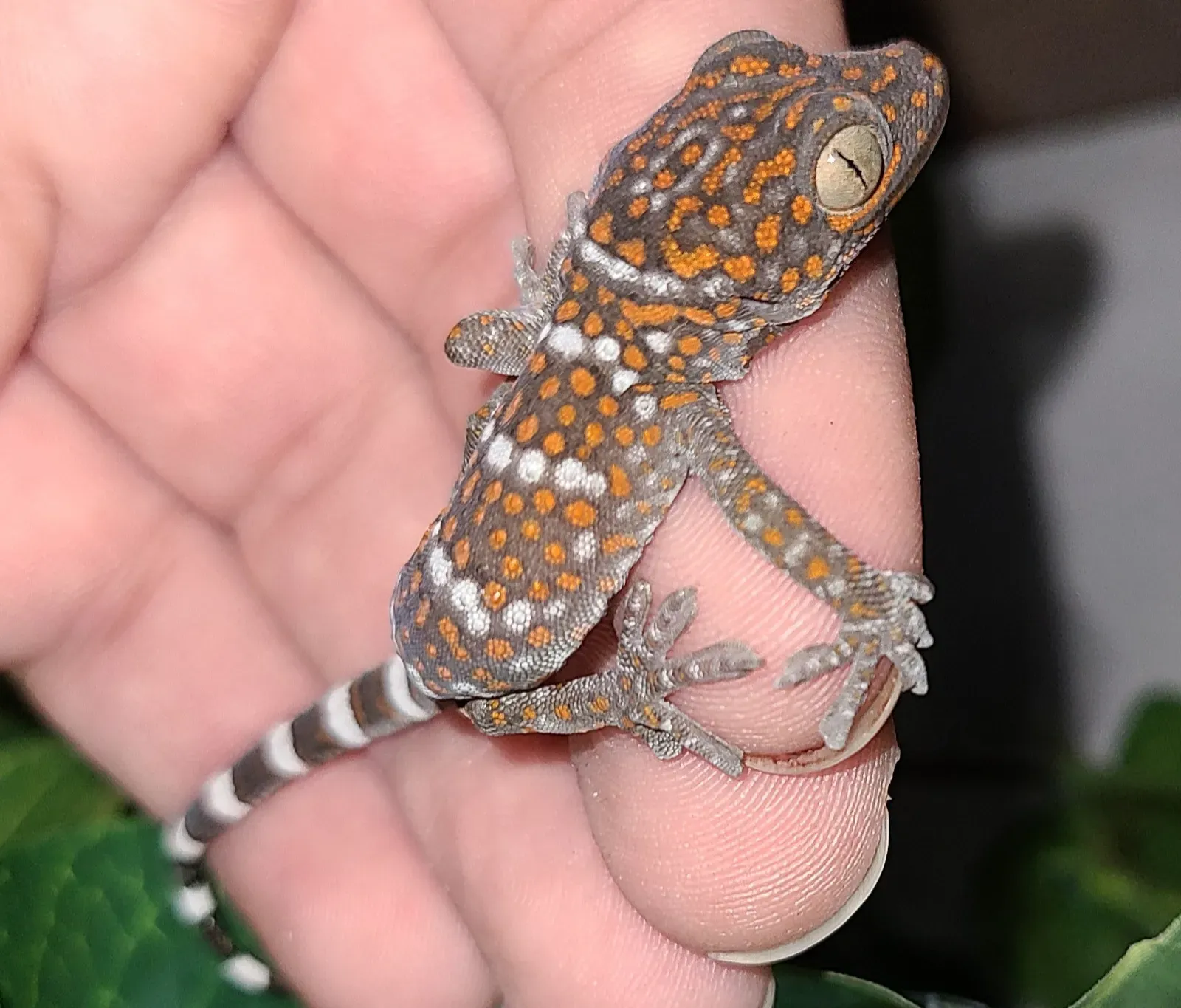 Libra: The Social Charmer Drawn To Cute, Social Little Creatures (Image Credits: Wikimedia)