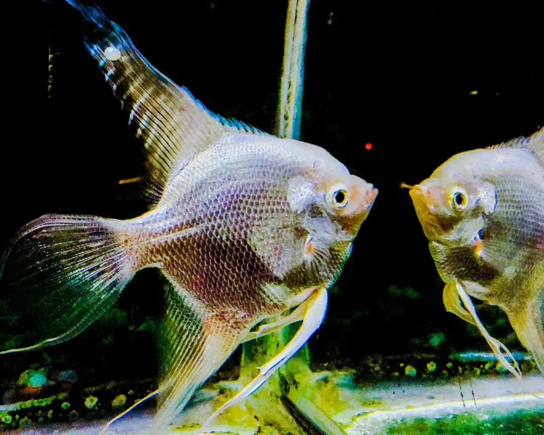 6. Fish and Cleaner Wrasses Passing the Mirror Test (Image Credits: Unsplash)