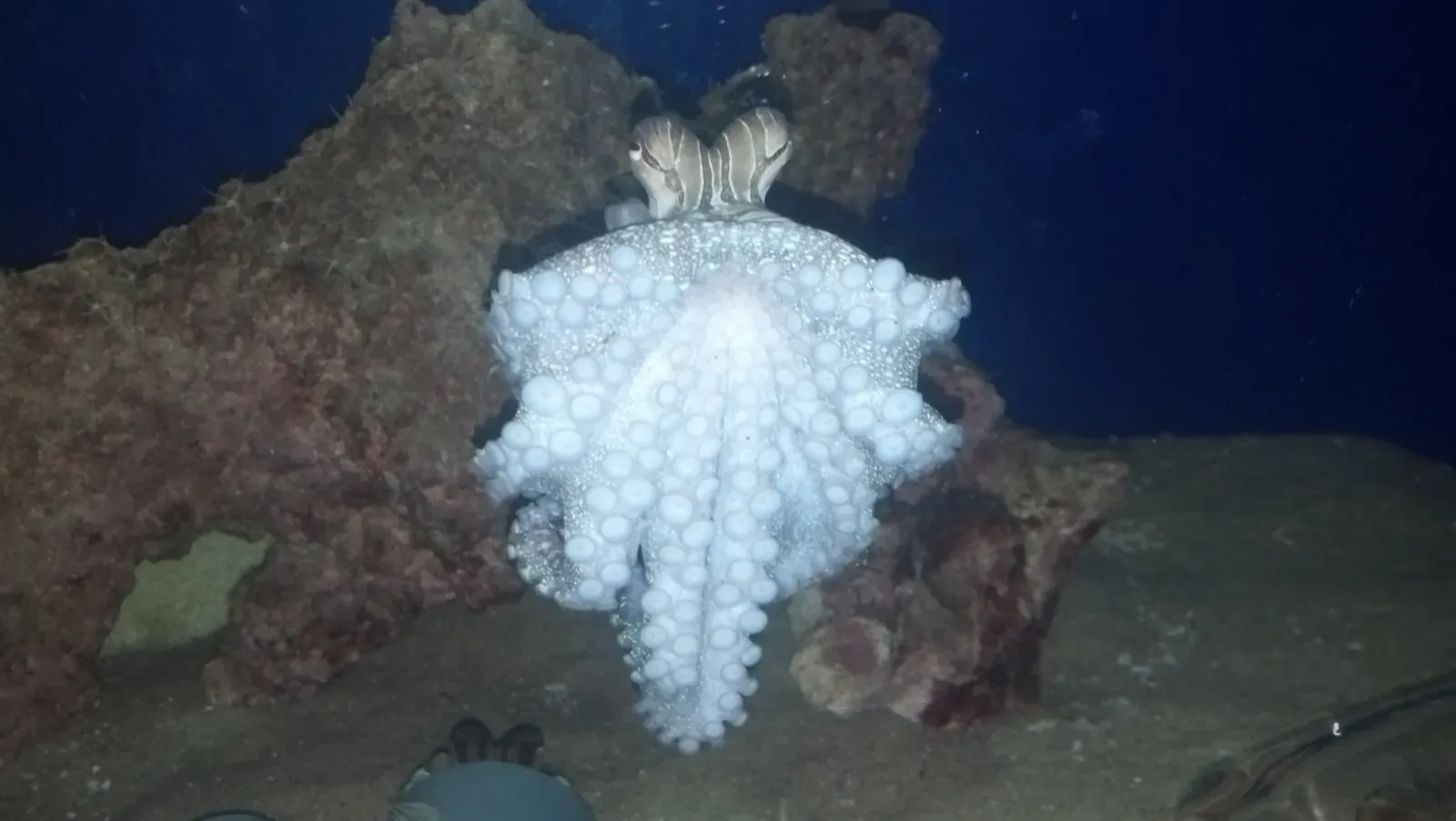 Octopus Problem-Solving That Feels Uncomfortably Familiar (Image Credits: Wikimedia)