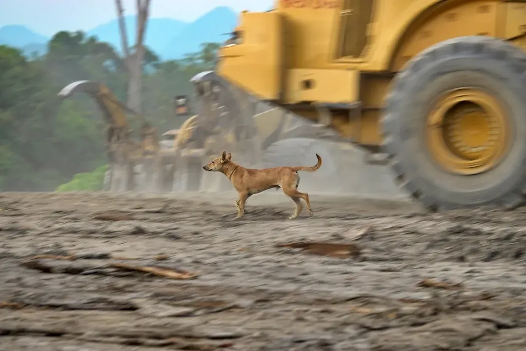 6. The Mysterious Pre-Earthquake Behavior of Animals (Image Credits: Unsplash)