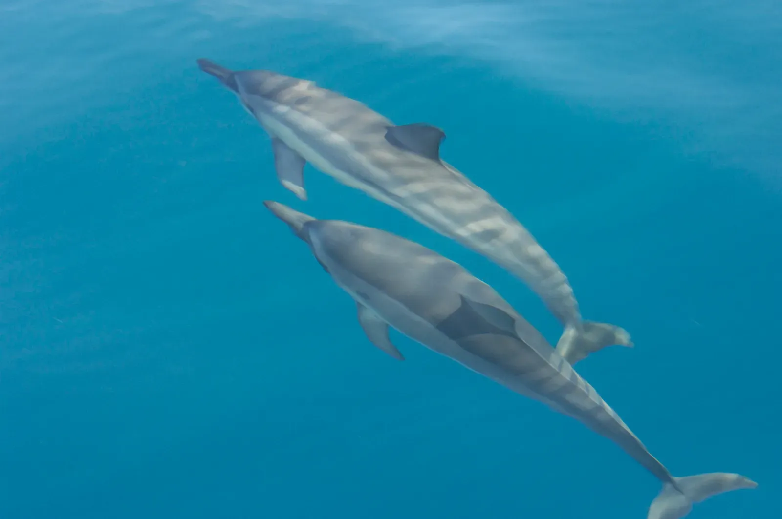 Gemini – The Spinner Dolphin (CC BY-SA 2.0)