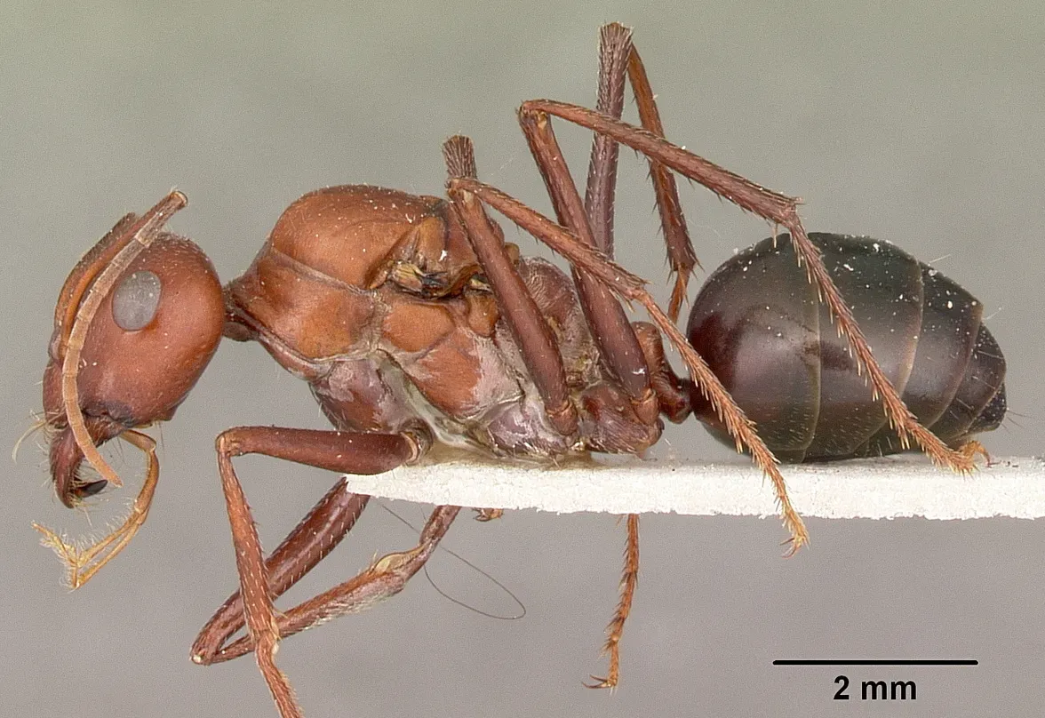 Sahara Desert Ants Race Across Scorching Sand on Stilts (Image Credits: Wikimedia)