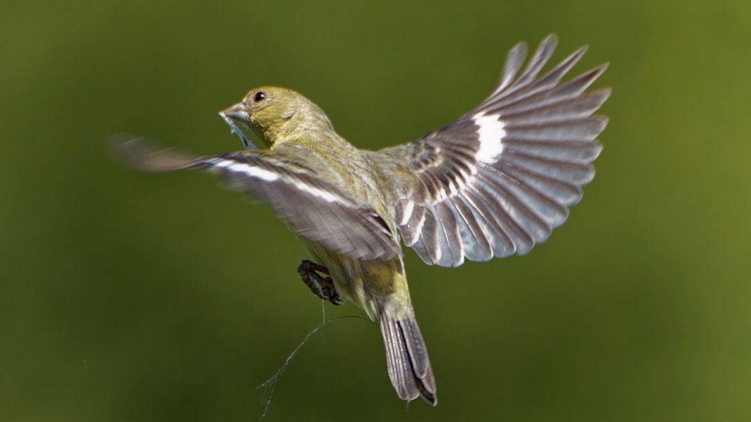 Aerodynamic Adaptations for Extreme Conditions (Image Credits: Unsplash)