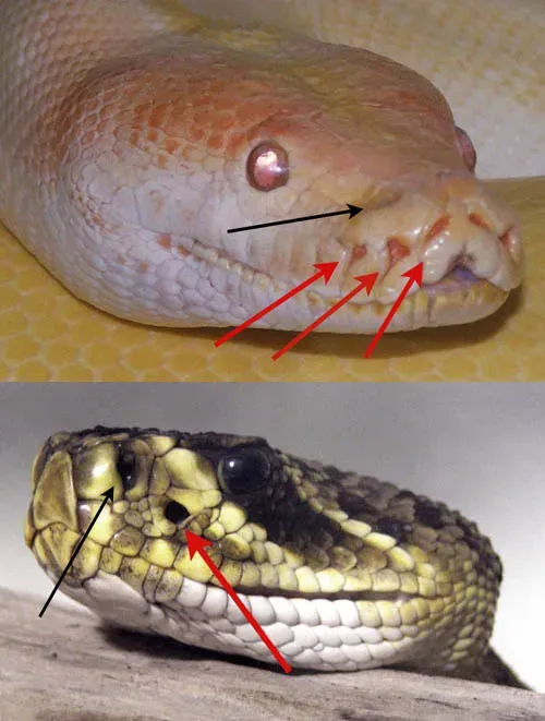 Pit Vipers: Heat Vision That Turns Night Into a Thermal Map (Image Credits: Wikimedia)