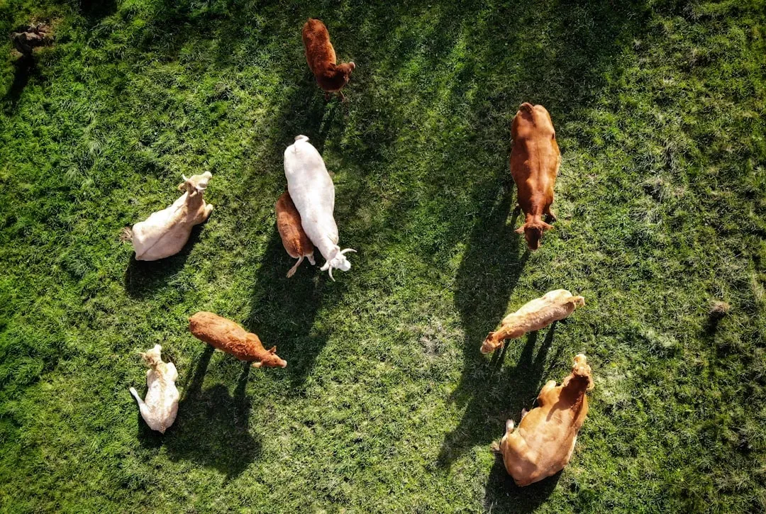 Cattle Running in Perfect Circles: The Mystery in the Pasture (Image Credits: Unsplash)