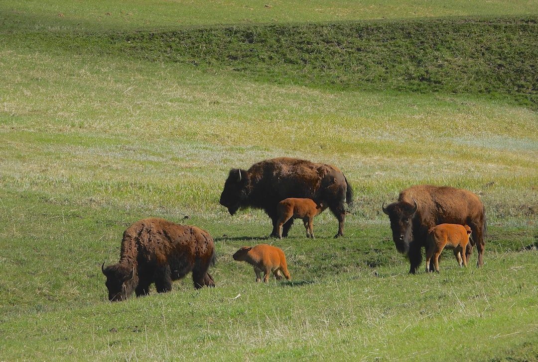 Buffalo vs. Cattle: Rethinking the American Grassland (Image Credits: Unsplash)