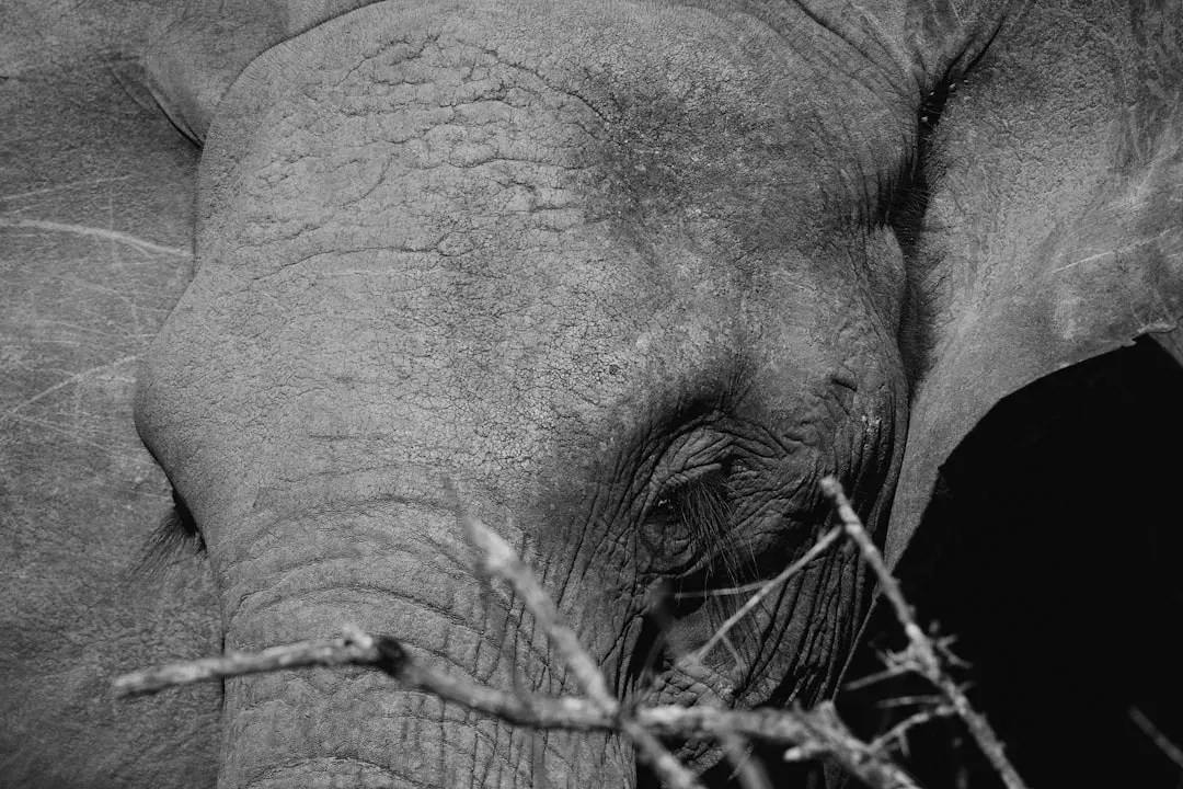 What the Elephant Brain Is Likely Doing in That Moment (Image Credits: Unsplash)