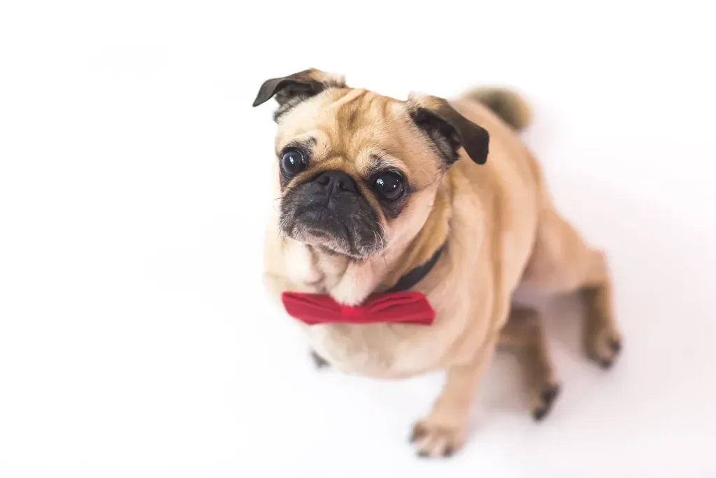 3. Pug: A Comedian in a Compact Package (Image Credits: Rawpixel)