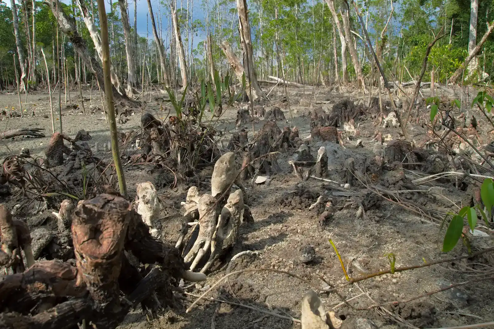 9. Fossil Mangroves and Early Coastal Wetlands (By Vyacheslav Argenberg, CC BY 4.0)