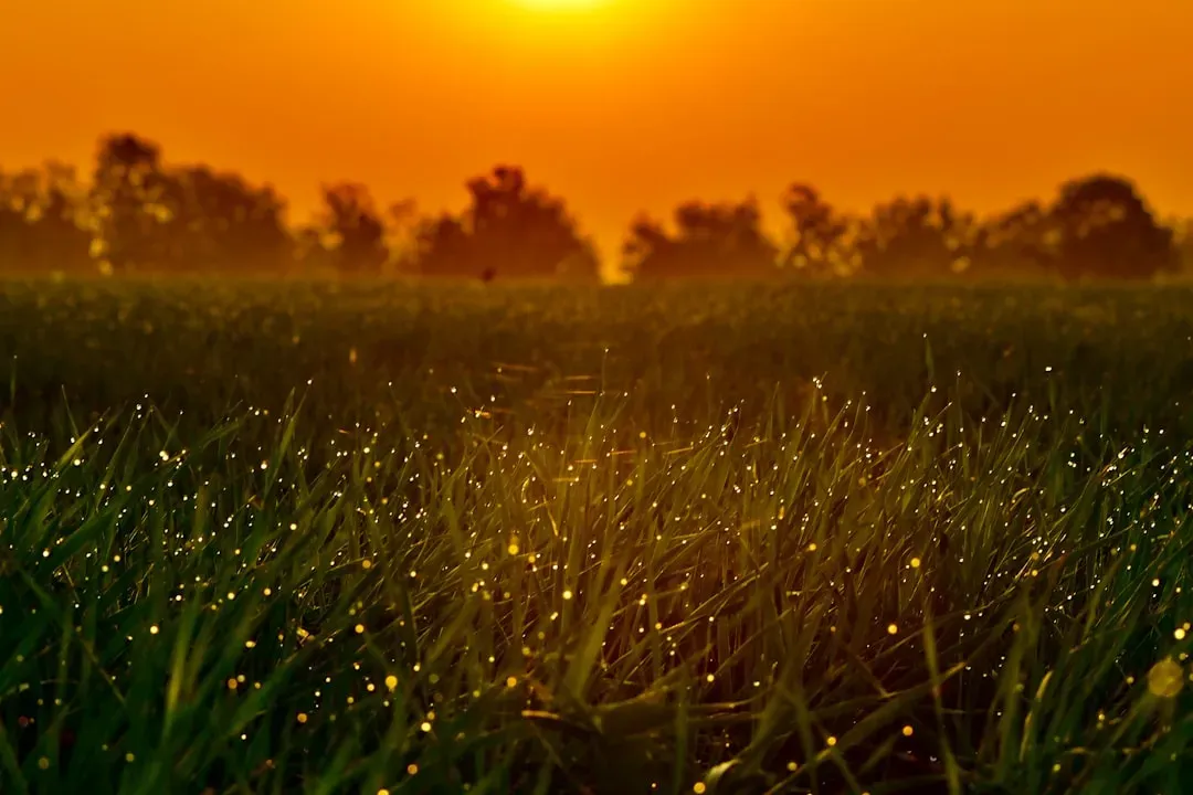 9. You Can Turn Your Yard into a Firefly Sanctuary (Image Credits: Unsplash)