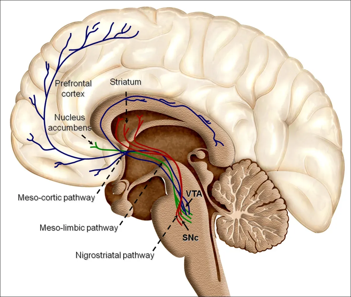 The Hidden Clues Inside a Grateful Brain (Image Credits: Wikimedia)