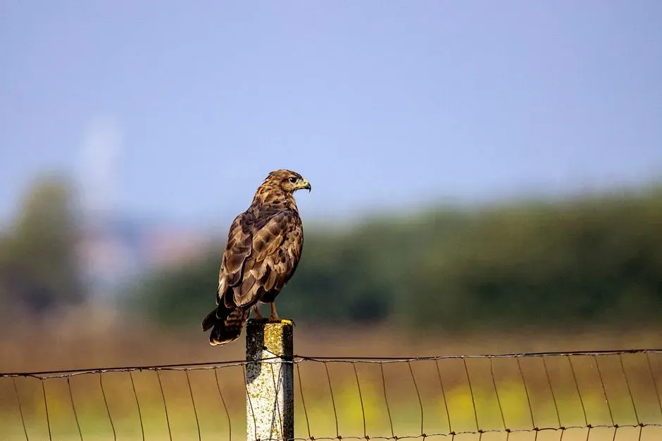 Why a Single Fence Post Can Mark the Heart of a Territory (Image Credits: Pexels)