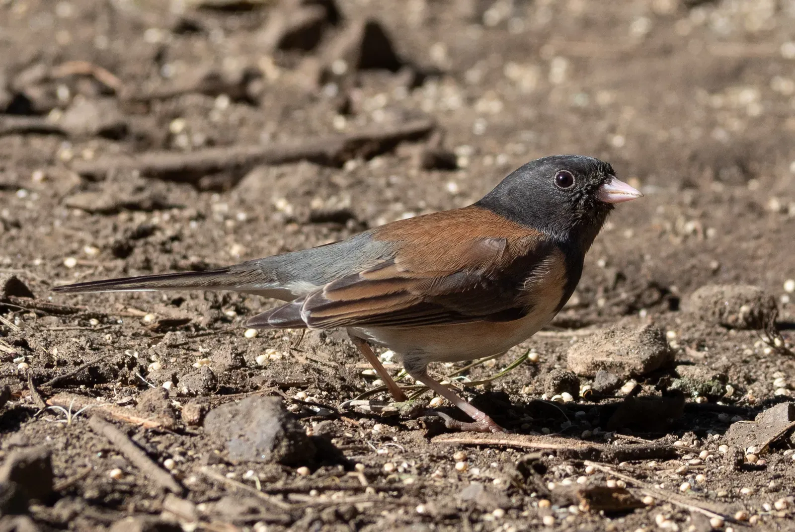 Ground-Feeding Behavior Explains Why They Love the Mess Under Your Feeder (By Rhododendrites, CC BY-SA 4.0)