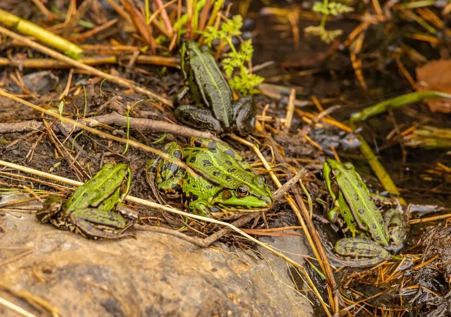 Habitat Loss Leaves Fewer Frogs to Do the Singing (Image Credits: Pexels)