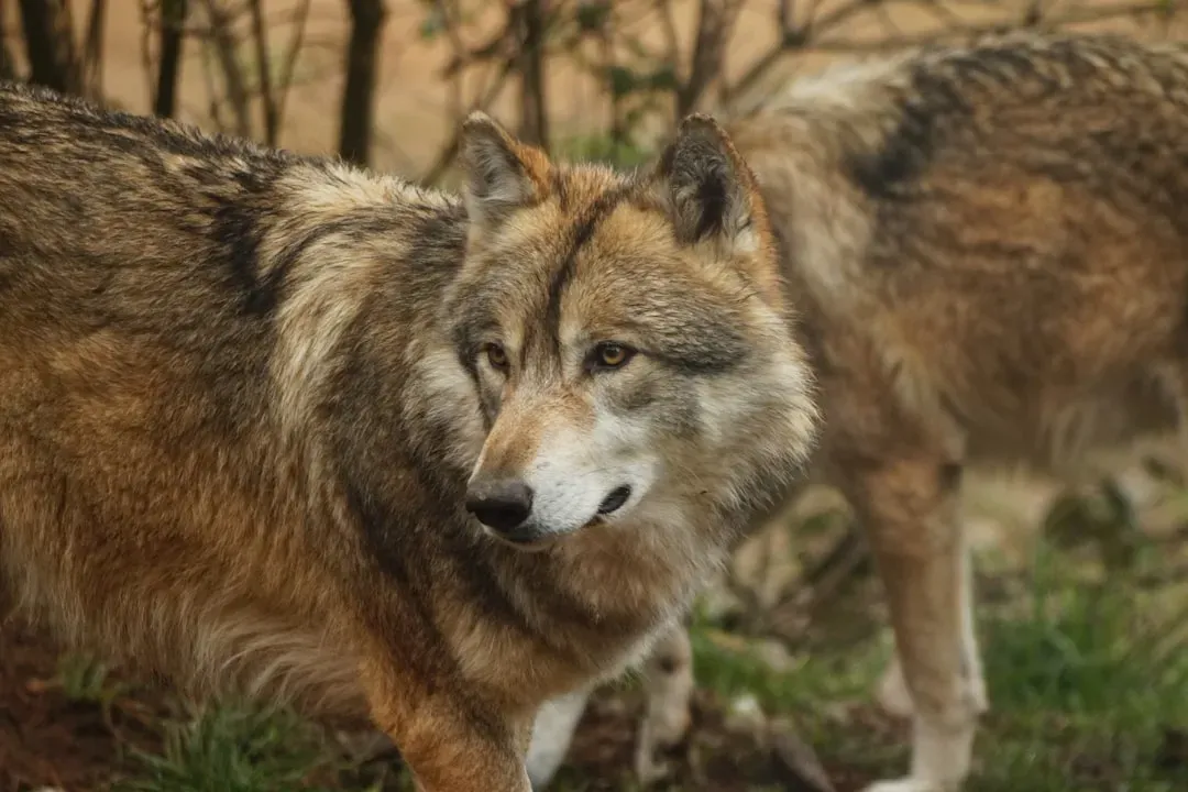 The Red Wolf: America's Most Endangered Wolf (Image Credits: Unsplash)