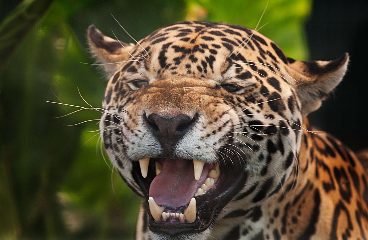 A Bite That Shatters All Records (Image Credits: Pixabay)