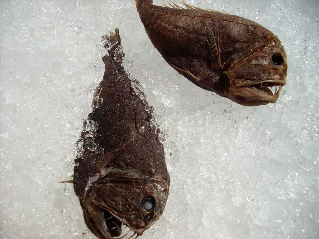 8. Fangtooth – The Tiny Fish with Oversized Terror Teeth (briansuda, Flickr, CC BY-SA 2.0)