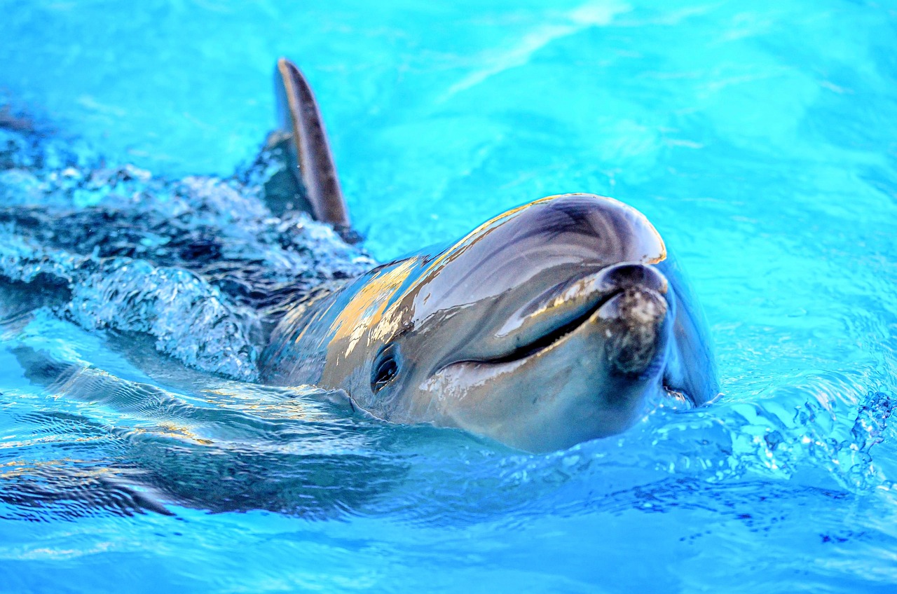The Dolphin: Ocean's Emotional Genius (Image Credits: Pixabay)