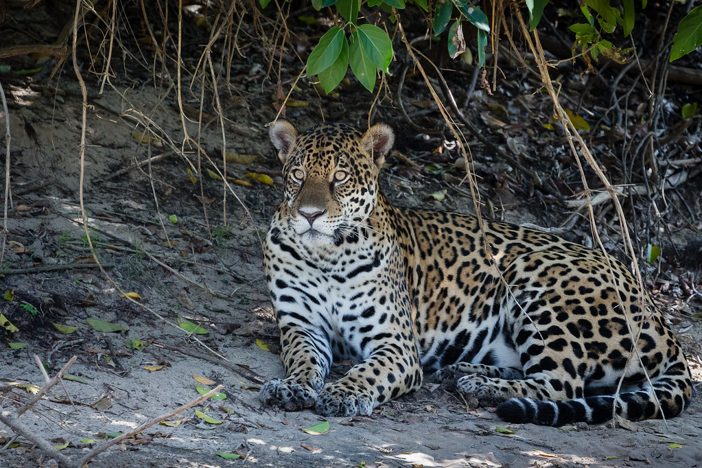 Conservation Heroes Facing Modern Challenges (Image Credits: Flickr)