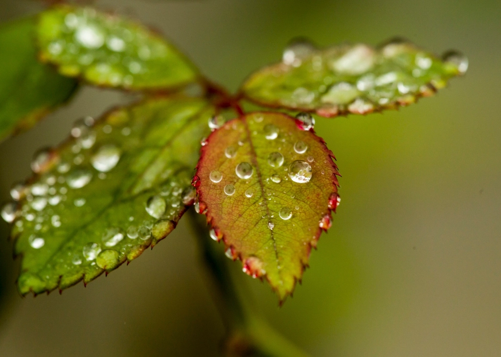Water: The Hidden Force Behind Tree Sleep (Image Credits: Rawpixel)
