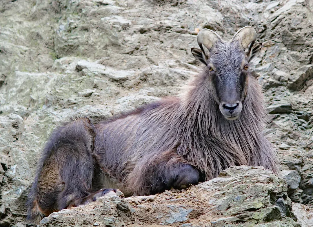 #9 Sagittarius – The Roaming Himalayan Tahr (Image Credits: Unsplash)