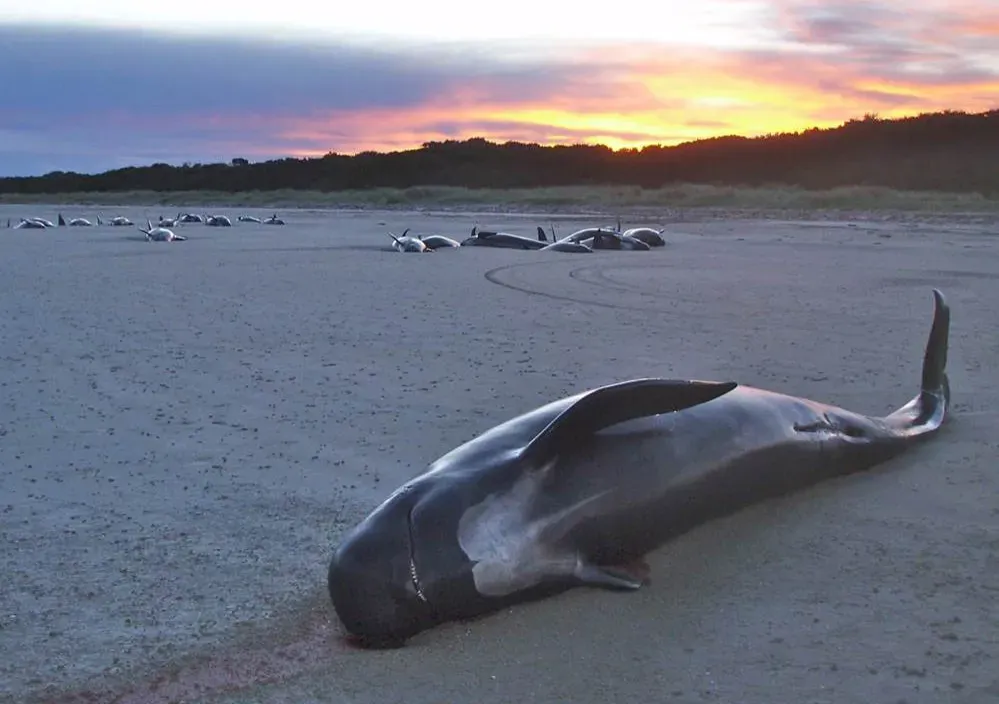 The Strange Phenomenon of Mass Animal Suicides (Image Credits: Flickr)