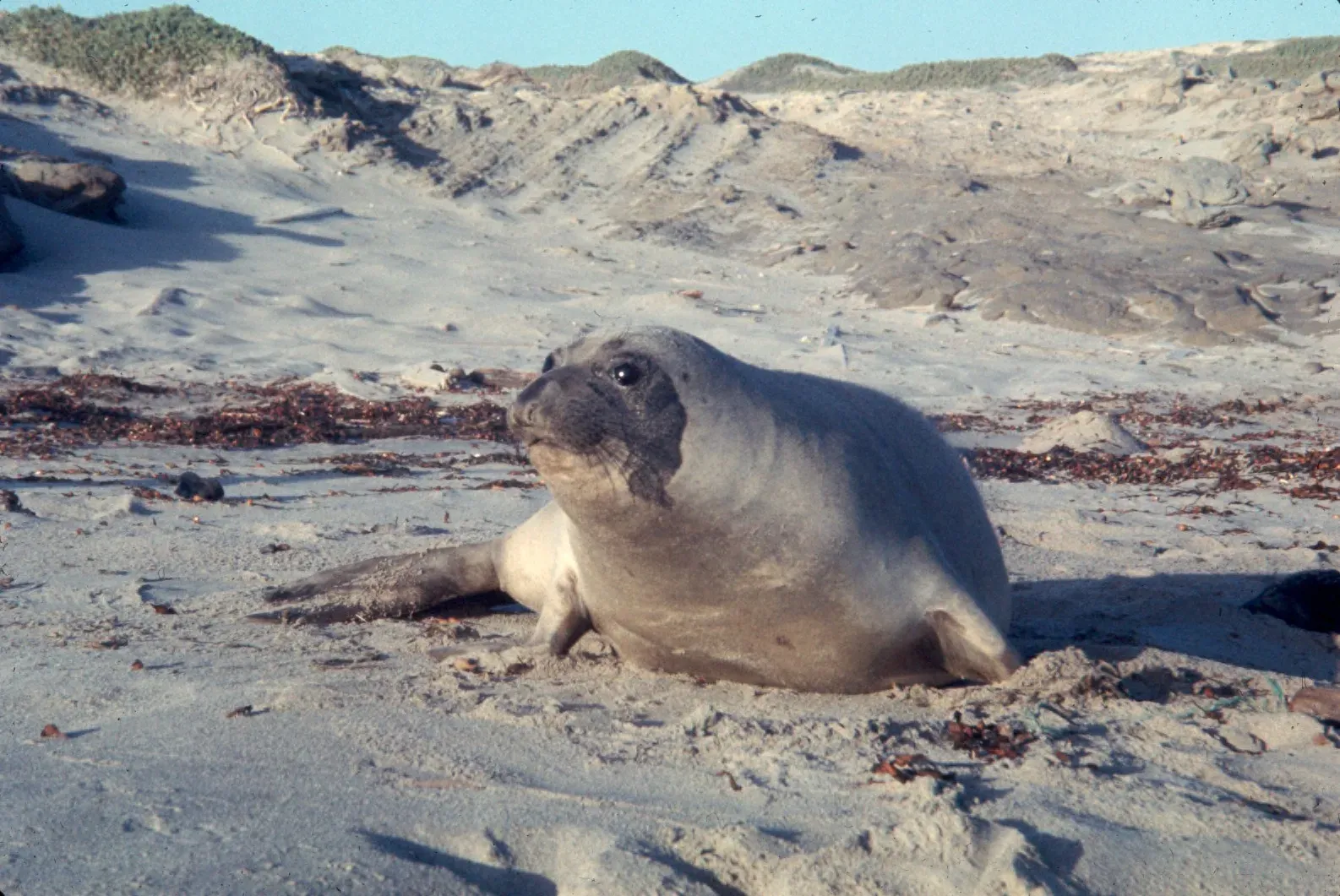 #11 A Single Coastal Seal of Questionable Origin (This file was contributed to Wikimedia Commons by Colorado State University Libraries as part of a cooperation project. The donation was facilitated by the Digital Public Library of America, via its partner Plains to Peaks Collective.
http://cdm17393.contentdm.oclc.org/cdm/ref/collection/p17393coll48/id/861 Record in source catalog
DPLA identifier: dbbd8c58d97389111f4c731ac71e59b3, CC BY-SA 4.0)