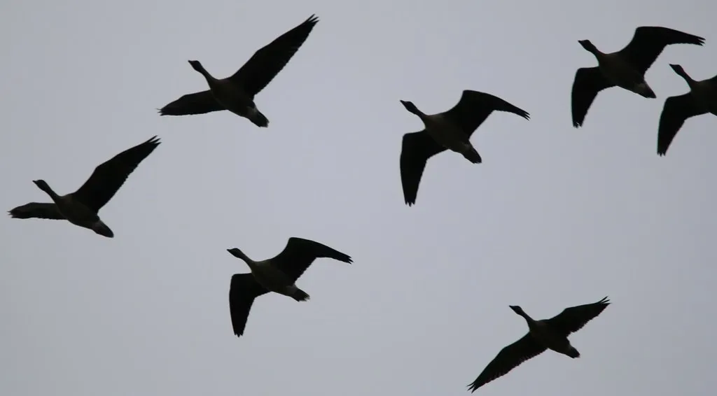 Migration as Learned Behavior: Experience Shapes the Journey (Nick Goodrum Photography, Flickr, CC BY 2.0)